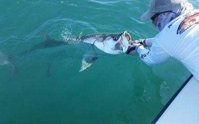 Tampa Fishing Charters / Stealth Fishing